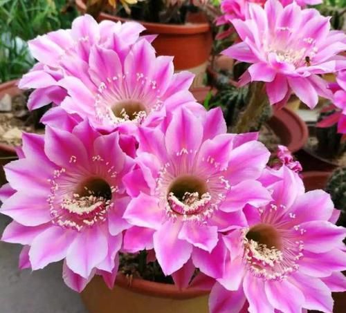  『养花』阳台养花就选这“5种花”，花色丰富多样，漂亮美丽，谁养谁上瘾