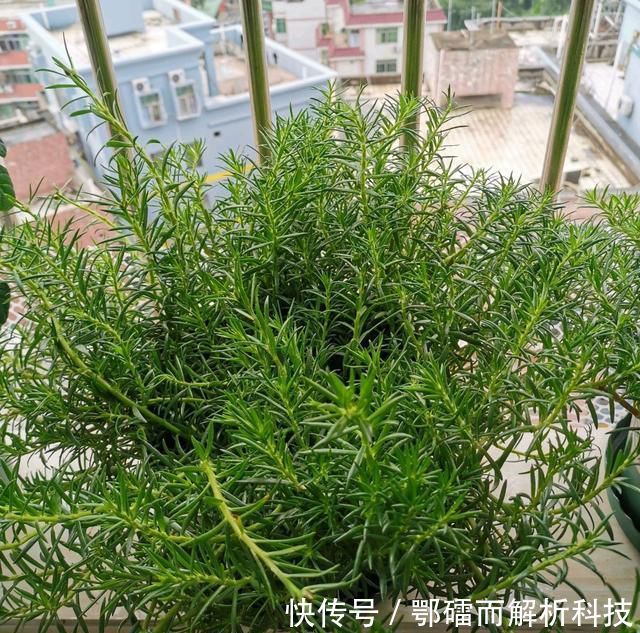  爆花@太阳花徒长成韭菜就是不开花？赶快砍头留桩扦插，爆花就是上百盆