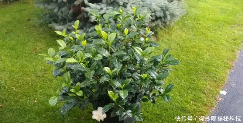小妙■养花小妙招,花开爆满盆
