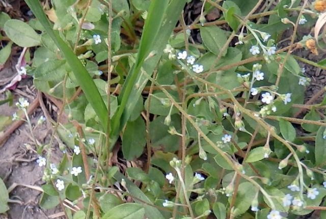 它趴地生长，人称附地菜，农村用它喂猪，能治风热牙痛，认识吗？