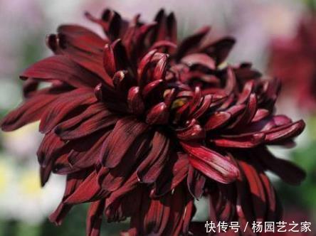  诱人@新手养花，不如养盆花中精品“墨荷”，花色如墨，诱人美丽