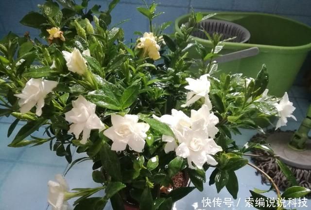  [将伤口晾干]趁着春季赶紧给这几种植物扦插，成活率高达99%！