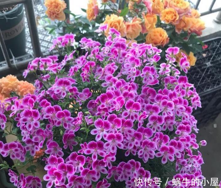 『常养』常养4种花,好养易活沾土就活,有水就疯长,开花量大能爆盆