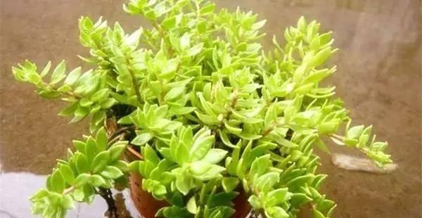  【搜罗】史上最全“懒人植物”大搜罗，看看哪盆才是你的心头好