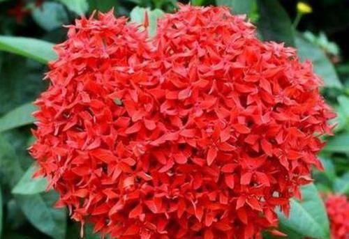 「绣球」爱上养花，就养木绣球龙船花，花色丰富秀美，降压镇咳功效好