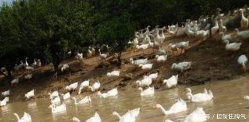 农村大叔，不愿再做电焊工，回家搭帐篷养起这个，称辛苦但挣钱