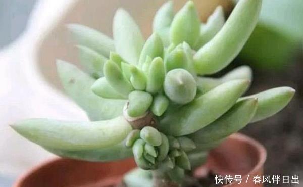 扦插■多肉砍头之后,还有很长的一节主干,剪下来分几段种植能活吗!
