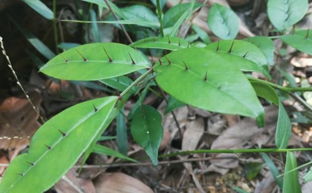  「植物」山里遇见它，请别除掉，此为“两面针”，极为珍贵