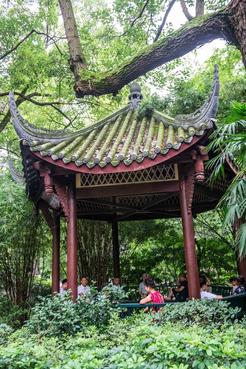 去成都旅行为什么一定要去茶馆喝盖茶?游客:来了不想走!