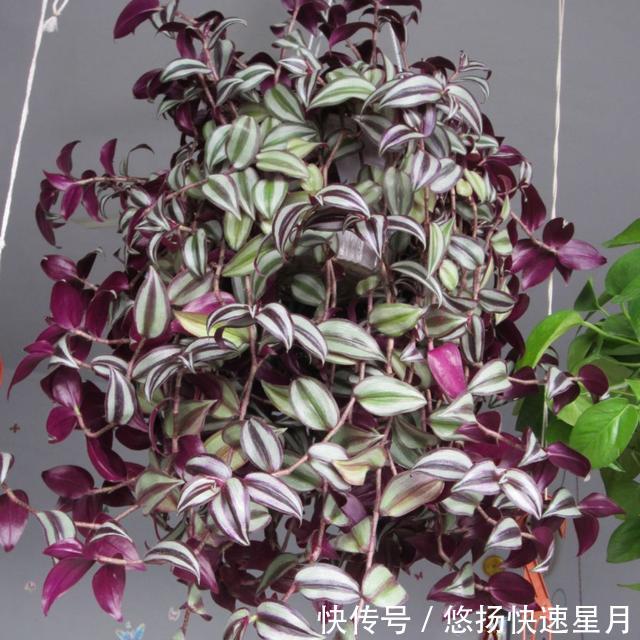  适合生长■养吊竹梅时，注意这几点，让其蹭蹭长不停！