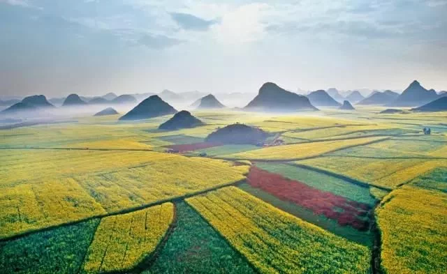 中国最美的油菜花海,油菜花逐渐“染黄”了神州大地