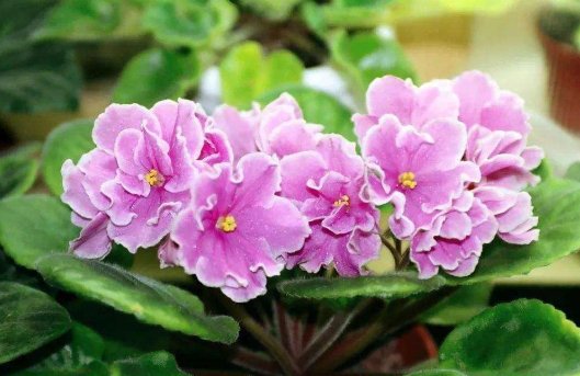  『暗淡』打造阳台“氧吧”，就用5朵小花点缀，花开幽香暗淡，窈窕美丽