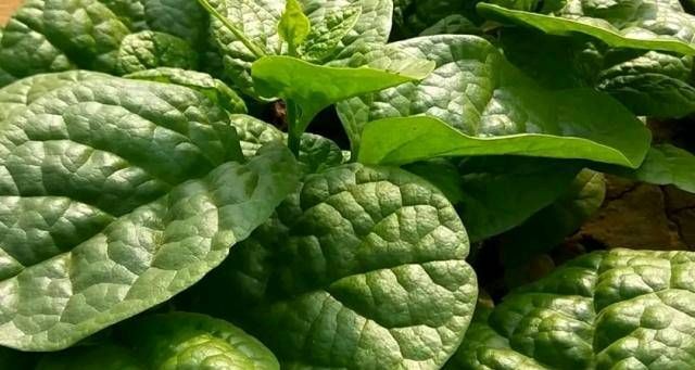  「蔬菜」不能在光线不好的阳台上种菜吗？即使是漫长的黑暗的一天