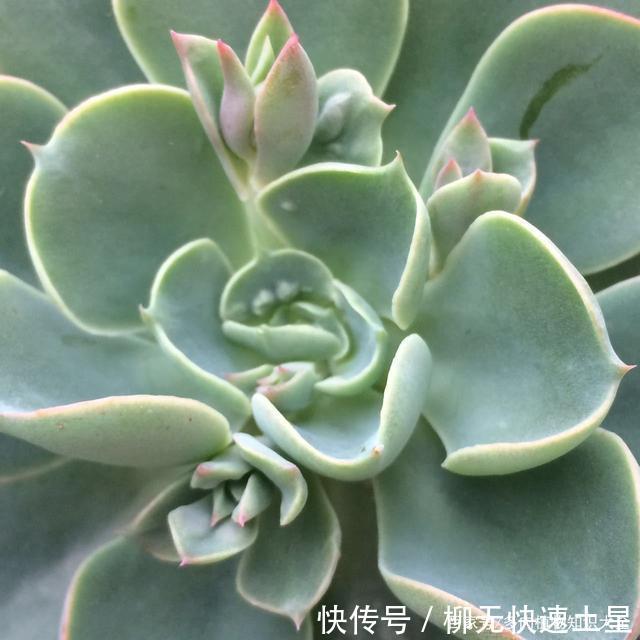 『植物』春天买的多肉植物们,花了几百块,不知道亏了吗