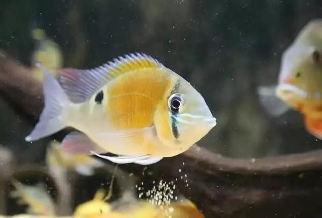 「养草」从养鱼到养草，从雨林缸到水陆缸 | 10年水族之路