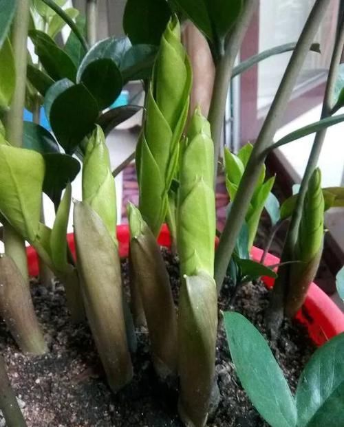  蟹爪兰■养花选盆很关键，4种花得用小盆“挤着养”，才能长得旺！