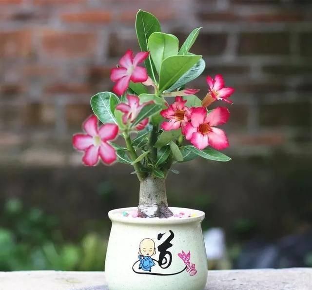  「属多肉植物」推荐八种高颜值多肉，好看又好养