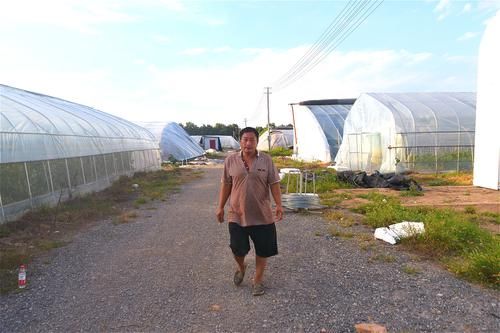  「确保」农民拿400万投身农业，种植特色作物，一年四季确保有收