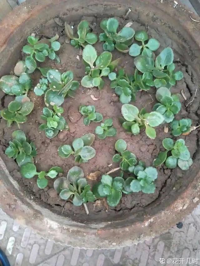  「照好的地方」3种花，开败后狠心剪个秃头，下次开花会更猛
