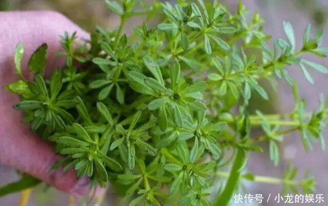一种导致农作物倒伏减产的害草，城里卖的比肉还贵，一斤30块