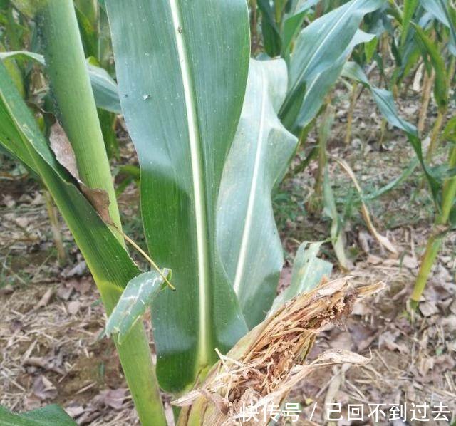 专家今年玉米亩产上千斤,看了下面的照片后专家不说话了！