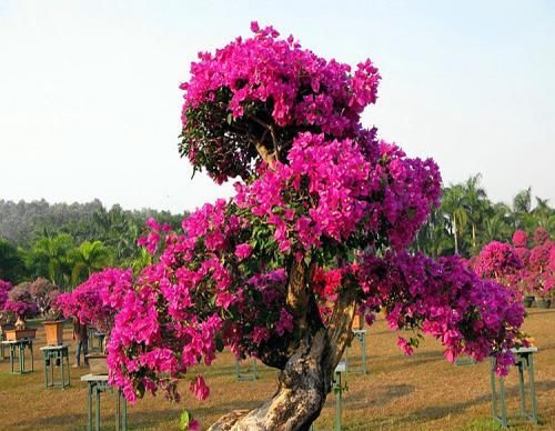  三角梅■养三角梅，1种东西，垫一把在盆底，花开的可旺了，3年长成花树！