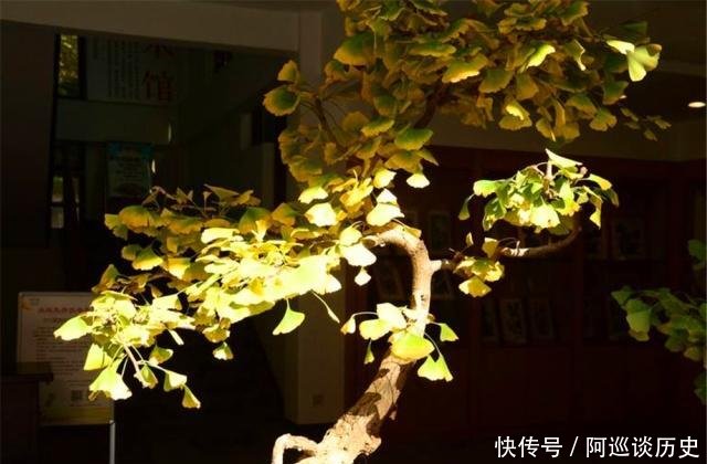  [爷爷]有钱人家中爱养3盆“公孙树”，爷爷栽种，子孙来护，难怪家风好