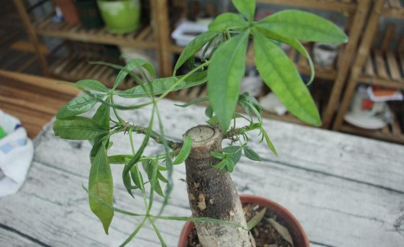  [怕水]这花最怕水，一浇就烂根，旱一旱反而枝繁叶茂！