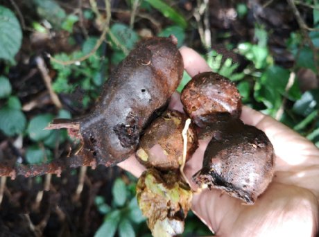  植物界|这种野生物，才是真的稀罕珍贵，价值不是一般高，在山上