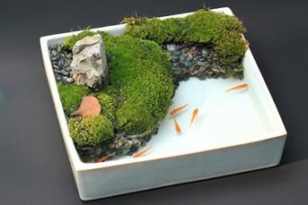 这样的盆景真是人见人爱