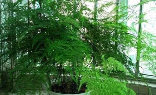  【易错】客厅养“文竹”，避开三个“易错点”，文竹不黄叶，苍翠又茂密！