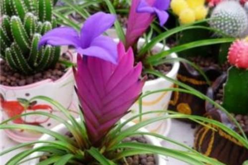  漂亮：1种漂亮的花草，花形奇特优美，很多花友没养过