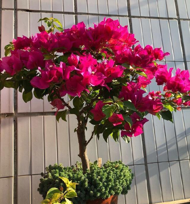 #三角梅#三角梅怎么修剪?记住“1点”,开花更多,枝繁叶茂,蹭蹭开爆盆