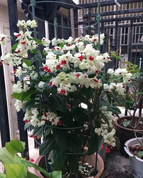  [家里]3种花开像灯笼，典雅大气，人见人爱，放家里真好看！
