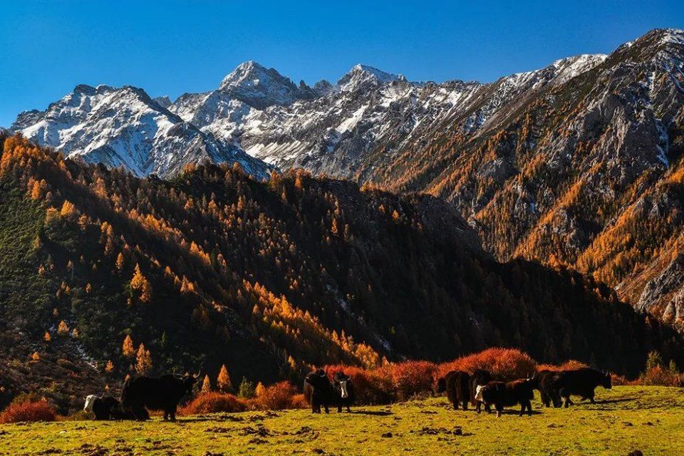 追寻传说中的七藏沟，将满眼秋色尽收眼底