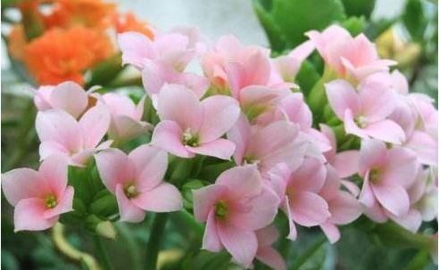 『扦插』养这些花朵易成活,随便一扦插,一盆繁殖多盆,花色艳丽