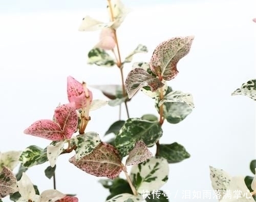  「花叶络石」农村遇到此“瑰宝级”植物，快挖回家摆起来！家人身体越变越棒