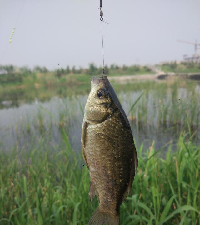  「麻雀」早晨钓鱼鱼口很好，鲫鱼虽小却过瘾