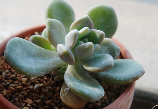  『养护』推荐几款高颜值的多肉植物，室内养上几盆，美成一道风景线