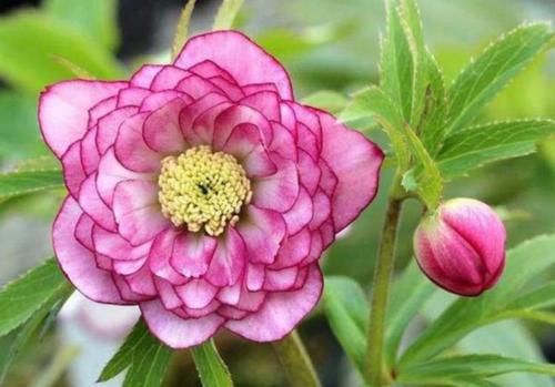  #华丽#家里养几盆这种花，气派非凡，典雅华丽，别有一番景致