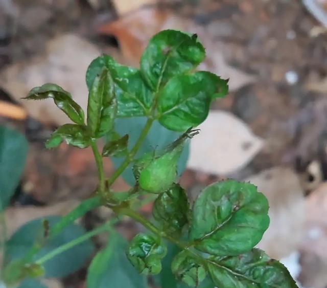  「月季」月季蓟马难杀完?赶紧这样处理,轻松杀完蓟马!