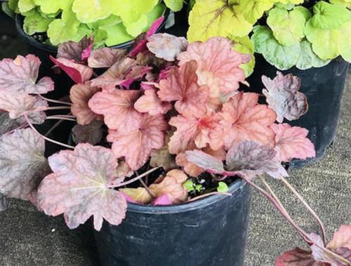  家里■2种“观叶植物”，比绿萝、吊兰都美，往家里放2盆，能观赏！