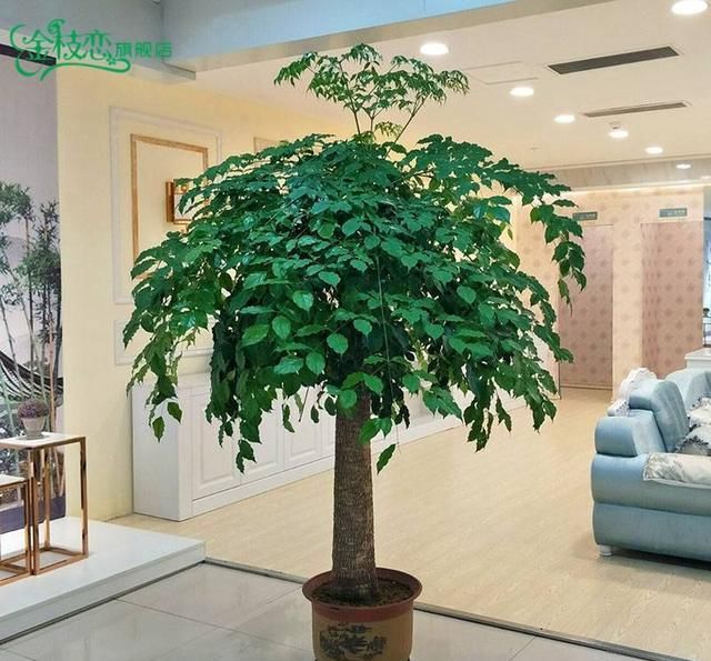  植物■这“2种”植物，放在家里，旺财还喜庆，过年花友都在养！