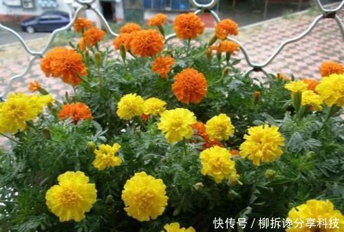  杀菌消毒：什么多菌灵都不如这种药水，养花生根快，还能延长花期