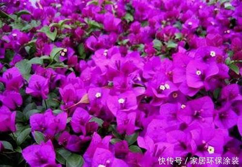 美爆:几种花是夏天的宠儿,耐旱好养好清新,寓意吉祥美爆盆!