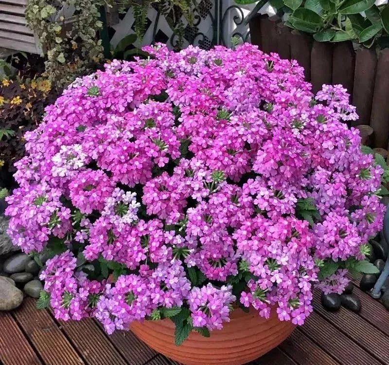  「喜欢疏松肥沃」十种公认的“开花机器”，花美色艳，你家养过几种呢
