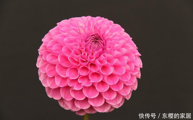 打造:5种花好养又漂亮,浇水就疯长,蹭蹭长爆盆,轻松打造小花园