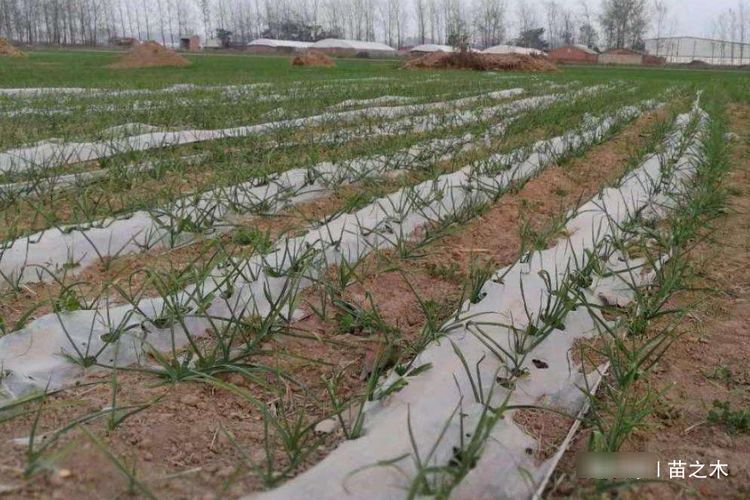  葡萄|农村种植致富，3个农村套种成功案例，最后一个亩收入2.5万