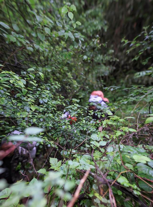 告诉你一个事实千万不要惊讶 距离成都百公里有个“非洲丛林”！