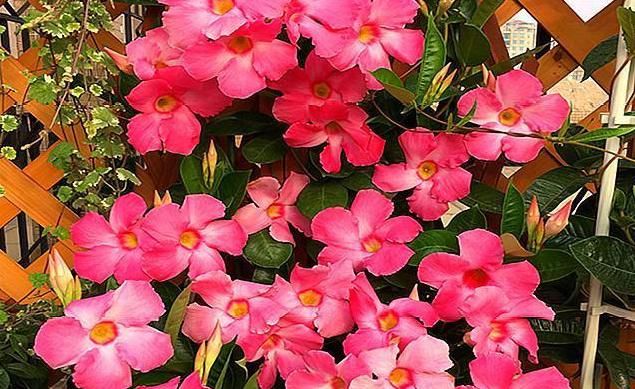  『朵花』此花真神奇，1对叶6朵花，室内室外都能栽，一棵开出花海来，超美